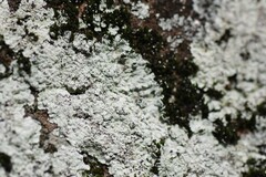 Lepraria normandinoides