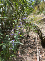 Dianella longifolia