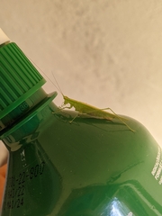 Phlugis ocraceovittata