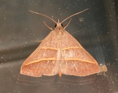 Hemeroplanis parallela