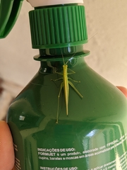 Phlugis ocraceovittata