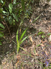 Dianella longifolia
