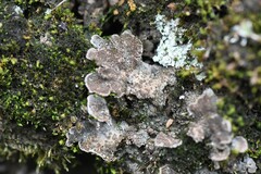 Peltigera lepidophora