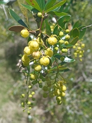 Berberis laurina