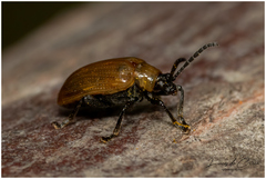 Plectonycha correntina