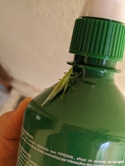 Phlugis ocraceovittata