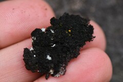 Lichinaceae