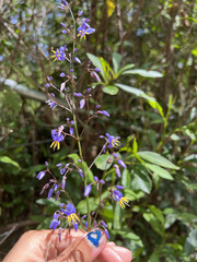 Dianella longifolia