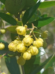 Berberis laurina