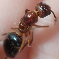 Camponotus inaequalis