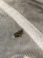 Tettigidea lateralis