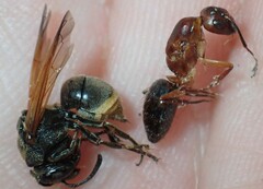 Pachodynerus nasidens