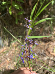 Dianella longifolia