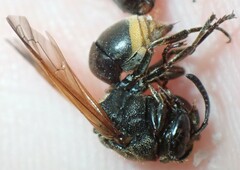 Pachodynerus nasidens