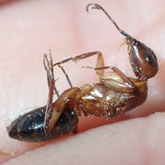Camponotus inaequalis