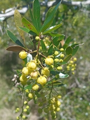 Berberis laurina