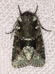 Lacinipolia explicata