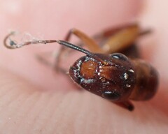 Camponotus inaequalis