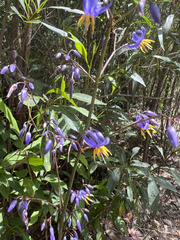 Dianella longifolia