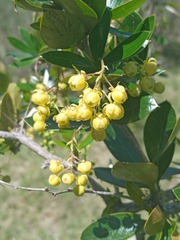 Berberis laurina
