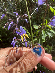 Dianella longifolia