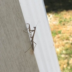 Stagmomantis carolina