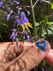 Dianella longifolia