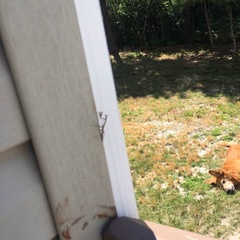 Stagmomantis carolina