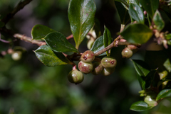 Coprosma hirtella
