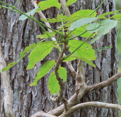 Campsis radicans