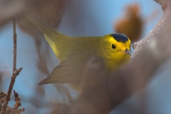 Media resource of Cardellina pusilla
