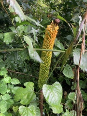 Amorphophallus paeoniifolius