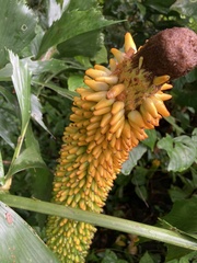 Amorphophallus paeoniifolius
