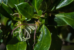 Coprosma hirtella