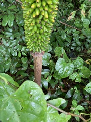 Amorphophallus paeoniifolius