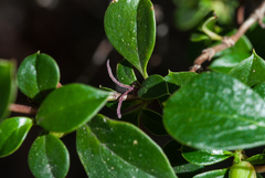 Coprosma hirtella