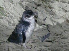 Eudyptula minor minor