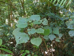 Dendrocnide moroides