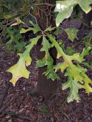 Quercus lyrata