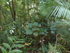 Dendrocnide moroides