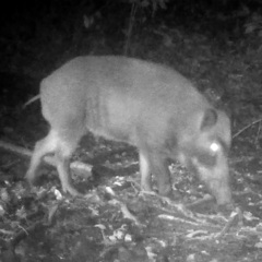 Sus scrofa leucomystax