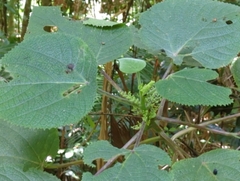 Dendrocnide moroides