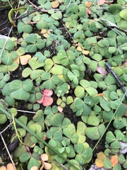 Oxalis purpurea