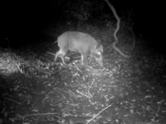 Sus scrofa leucomystax