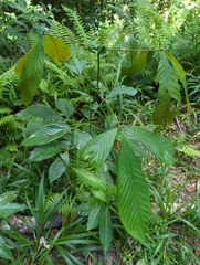 Karrabina