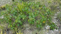 Cnidoscolus tehuacanensis