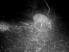 Sus scrofa leucomystax