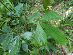 Karrabina