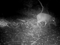 Sus scrofa leucomystax