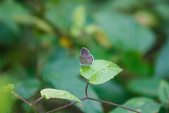 Hemiargus ramon